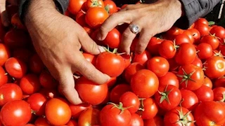 الكيلو يصل إلى 20 جنيها.. ما السبب وراء ارتفاع أسعار الطماطم بالأسواق؟