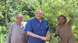 الحموي والكانينو.. فرحة المزارعين بحصاد مشمش العمار- صور