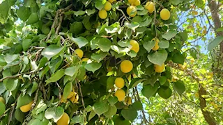 "يا ثمرة المشمشة يا مجمعة التجار".. ذهب العمار الأصفر يزين الحقول بعد سنوات عجاف- فيديو وصور