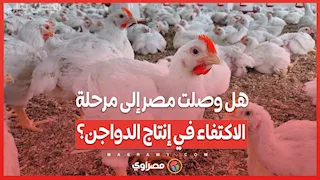 هل وصلت مصر إلى مرحلة الاكتفاء في إنتاج الدواجن؟