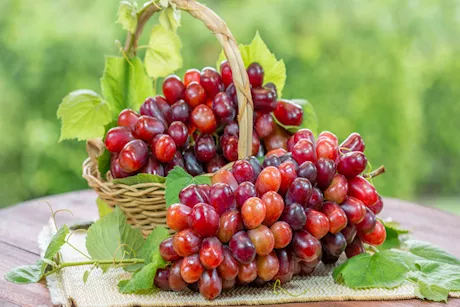 ماذا يحدث لجسمك عند تناول العنب الأحمر قبل النوم؟