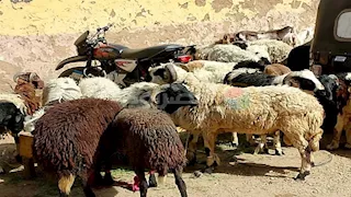 تخطت 200%.. قفزة أسعار الأضاحي خلال 8 سنوات