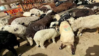 تعرف على طرق حجز أضاحي وزارة الزراعة 2025 وأماكن توافرها