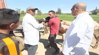 بالصور.. قوافل بيطرية مجانية لرعاية 15 ألف حيوان في 10 محافظات