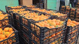 1000 دولار للطن.. سعر البرتقال المصري يسجل مستويات قياسية في التصدير