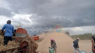 عمال حصاد القمح في كفر الشيخ.. عزيمة تتحدى تقلبات الطقس -صور