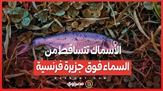 ظاهرة نادرة .. الأسماك تتساقط من السماء فوق جزيرة فرنسية