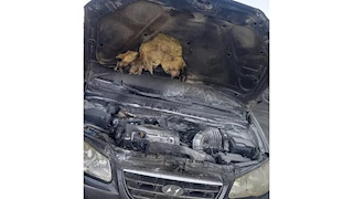 إخماد حريق بسيارة ملاكي في كمين 109 بالسويس