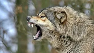 حيوان  مفترس يهاجم 8 مواطنين بقنا.. والأهالي: شبه الذئب البري