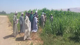 الزراعة" تتفقد الأنشطة البحثية والإرشادية بقرى الأقصر  