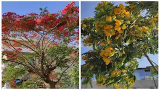 بين اللهب والذهب.. البونسيانا والأكاسيا ترسمان لوحة جمالية في شوارع البحيرة (صور)