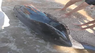 المحميات توضح سبب نفوق الدولفين "ذو الأنف الزجاجية" على شاطئ بورفؤاد