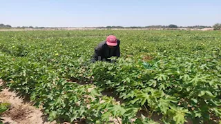 القطن زهّر في رمال سيناء.. أول تجربة ناجحة لزراعة الذهب الأبيض بالطور