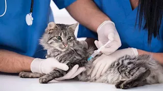 بالنقابة والخدمات البيطرية.. شروط تسجيل وترخيص العيادات البيطرية