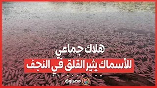 شح المياه والصيد الجائر.. هلاك جماعي للأسماك يثير القلق في النجف