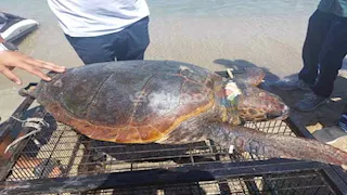 قادمة من اليونان.. إطلاق سلحفاة بحرية في الإسكندرية بعد إنقاذها (صور)