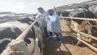 "الزراعة" تنظم قوافل علاجية وحملات تقصي وبائي على أسواق اللحوم