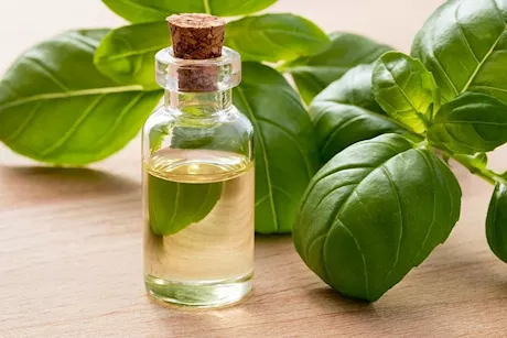 هل يمكن علاج التهابات الأذن بزيت الريحان؟