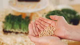 ما مقدار زكاة الزرع الـمَسْقِيِّ بالطاقة الشمسية؟.. الإفتاء توضح 