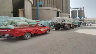 توريد قياسي في المنيا: 500 ألف طن قمح منذ انطلاق موسم 2025