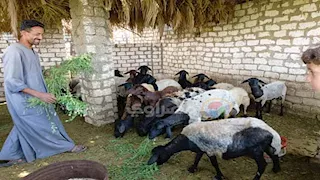 من أسنان الخروف هتعرف عمره.. كيف تختار أضحيتك المثالية قبل العيد؟ 