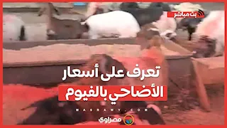 الخروف بـ 220 والماعز بـ 230 جنيه للكيلو.. تعرف على أسعار الأضاحي بالفيوم قبيل عيد الأضحى