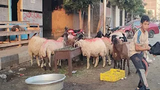 الخروف بـ220 والماعز بـ230 جنيها.. تعرف على أسعار الأضاحي بالفيوم 