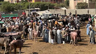 بالصور.. إقبال واسع وحركة نشطة في سوق مواشي الوراق قبل عيد الأضحى