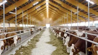 متحدث الزراعة يكشف فوائد مشروع "البتلو" لخفض أسعار اللحوم