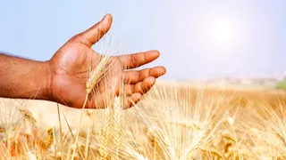 لن تتخيلها.. دولة واحدة في العالم قادرة على إطعام سكانها بالاكتفاء الذاتي