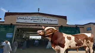 زور خطاب ضمان بـ 41 مليون جنيه.. القبض على مستأجر سوق الماشية بدمنهور