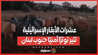 عشرات الأبقار الإسرائيلية تثير توترًا أمنيًا جنوب لبنان .. ما القصة ؟