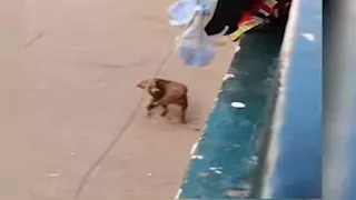 كواليس سكب عامل ماء ساخن على كلب بأسيوط