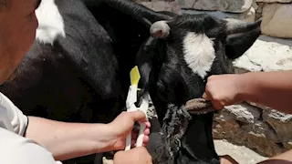 حملة قومية بالمنوفية لتحصين الثروة الحيوانية.. والمربون يتجاوبون