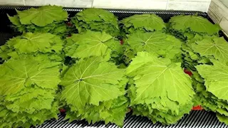 ورق محشي العنب يقفز إلى 100 جنيه للكيلو.. والشعبة توضح الأسباب