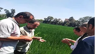 زراعة الشرقية تنظم يومًا حقليًا للنهوض بمحصول الأرز 