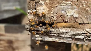 بي بي سي: حتى النحل جاع في غزة وفرّ خوفاً وفزعاً من القصف