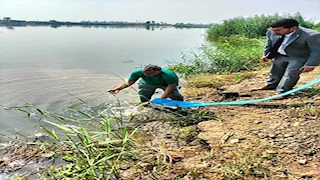 إنزال 300 ألف زريعة بلطي ببحيرة الصيادين في الإسماعيلية 