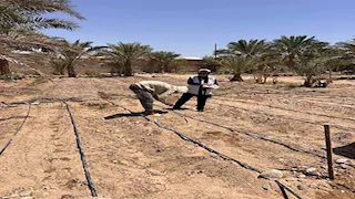 تنفيذ تجربة لزراعة دوار الشمس فى جنوب سيناء -صور