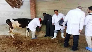 الزراعة: تحصين أكثر من 1.8 مليون رأس ماشية ضد الحمى القلاعية والوادي المتصدع