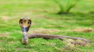 "في كل منزل ثعبان".. قرية غريبة يعيش سكانها والأفاعي معا (صور)