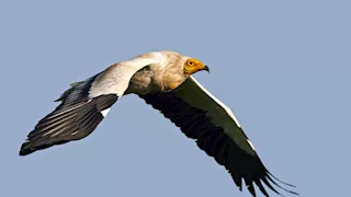 رصد أكثر من 300 نسر مصري مهدد بالانقراض في سلطنة عُمان