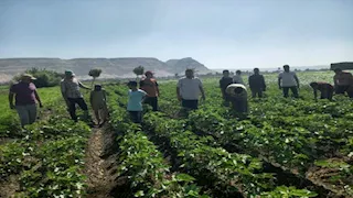 "الزراعة" تنفذ أكثر من 1875 نشاطًا إرشاديًا خلال يونيو