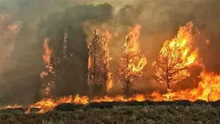 سوريا.. حرائق غابات تتسع وتجتاح ريف اللاذقية لليوم الرابع (صور + فيديو)