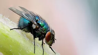 لماذا يصعب القضاء على الذباب بأيدينا؟ ما السر؟