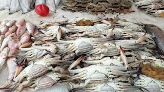 انخفاض الكابوريا .. أسعار الأسماك والمأكولات البحرية في سوق العبور اليوم