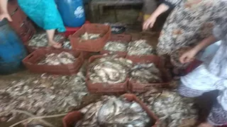 ضبط 5 أطنان أسماك فاسدة في كفر الشيخ قبل تحويلها لفسيخ