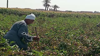 القطن والذرة في خطر.. مزارعو الفيوم يواجهون خسائر فادحة بسبب الموجة الحارة -صور 