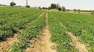 المحاصيل الصيفية في خطر.. موجة الحر تهدد 360 ألف فدان بالمنيا -صور 