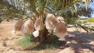 أشجار الزيتون.. أكثر زراعات جنوب سيناء تأثرًا بالتغيرات المناخية (صور)